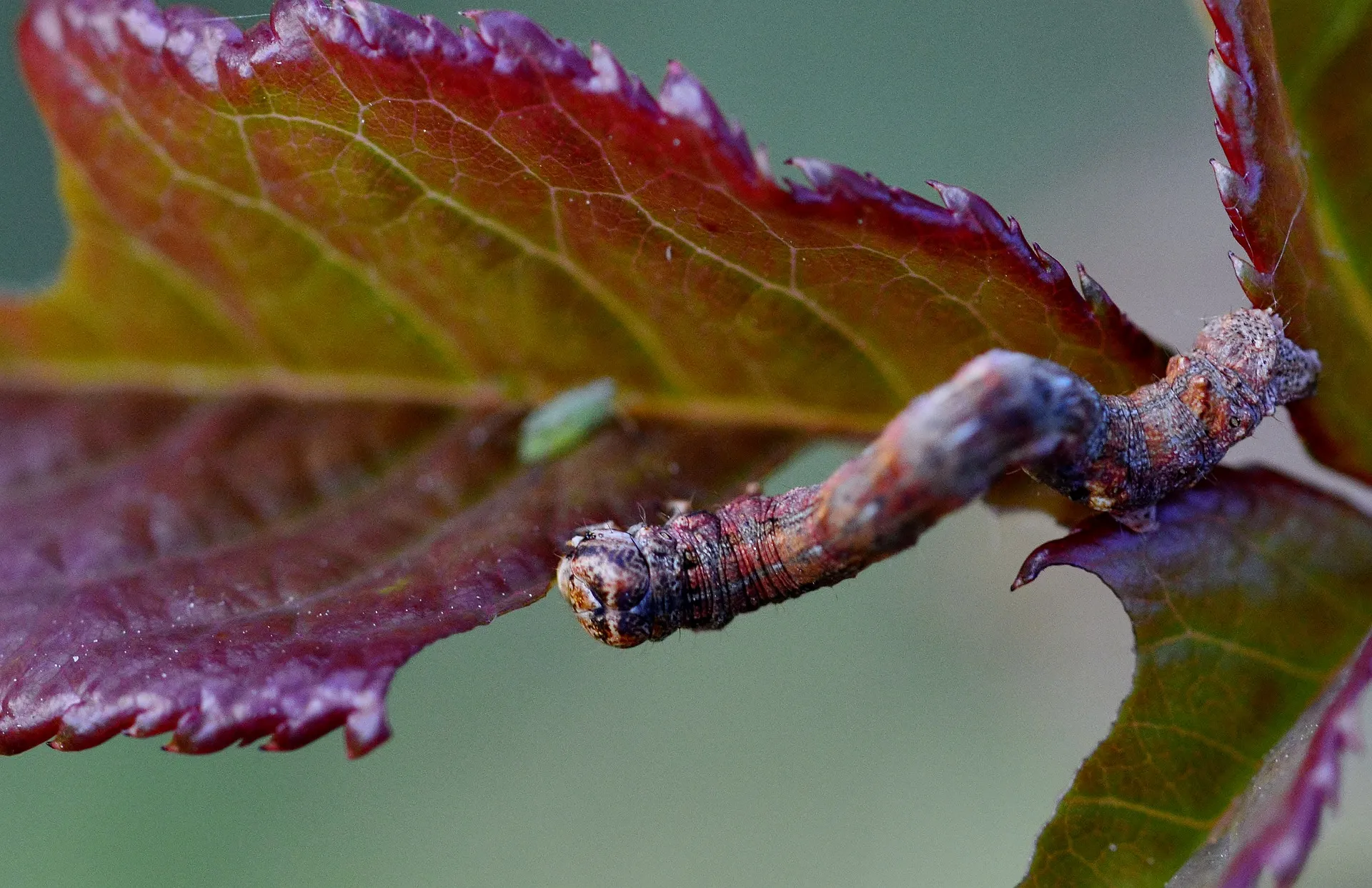 A looper caterpillar camouflaged on a reddish plant stem