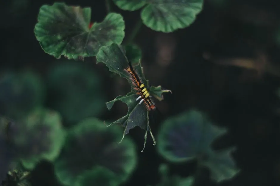 A caterpillar on a garden leaf eaten down to lacework, chewed into holes and partly skeletonized