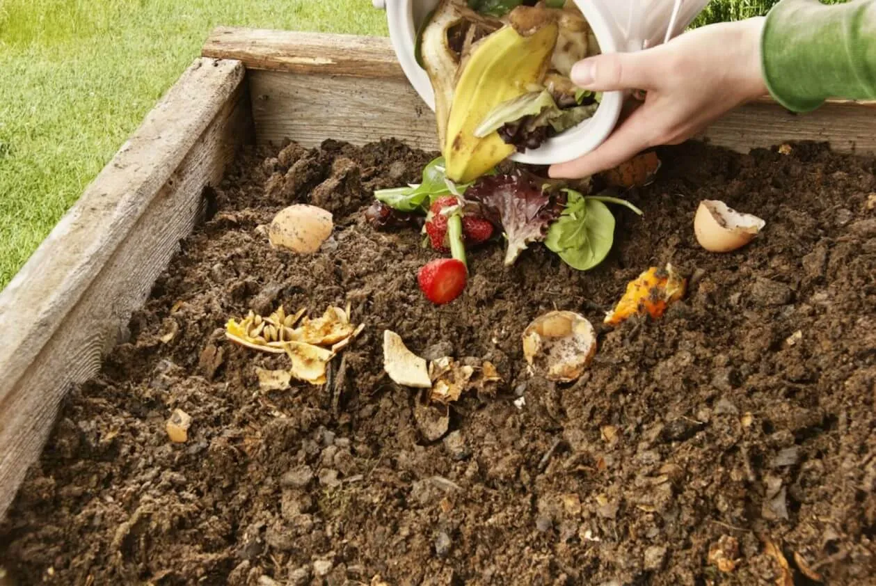 Adding kitchen scraps to a backyard compost bed
