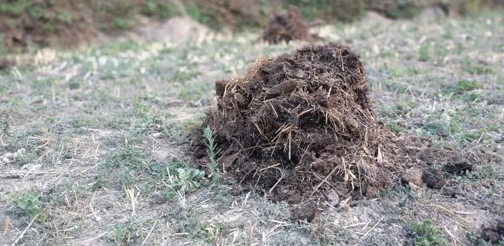 composted cow manure mixed into vegetable garden soil