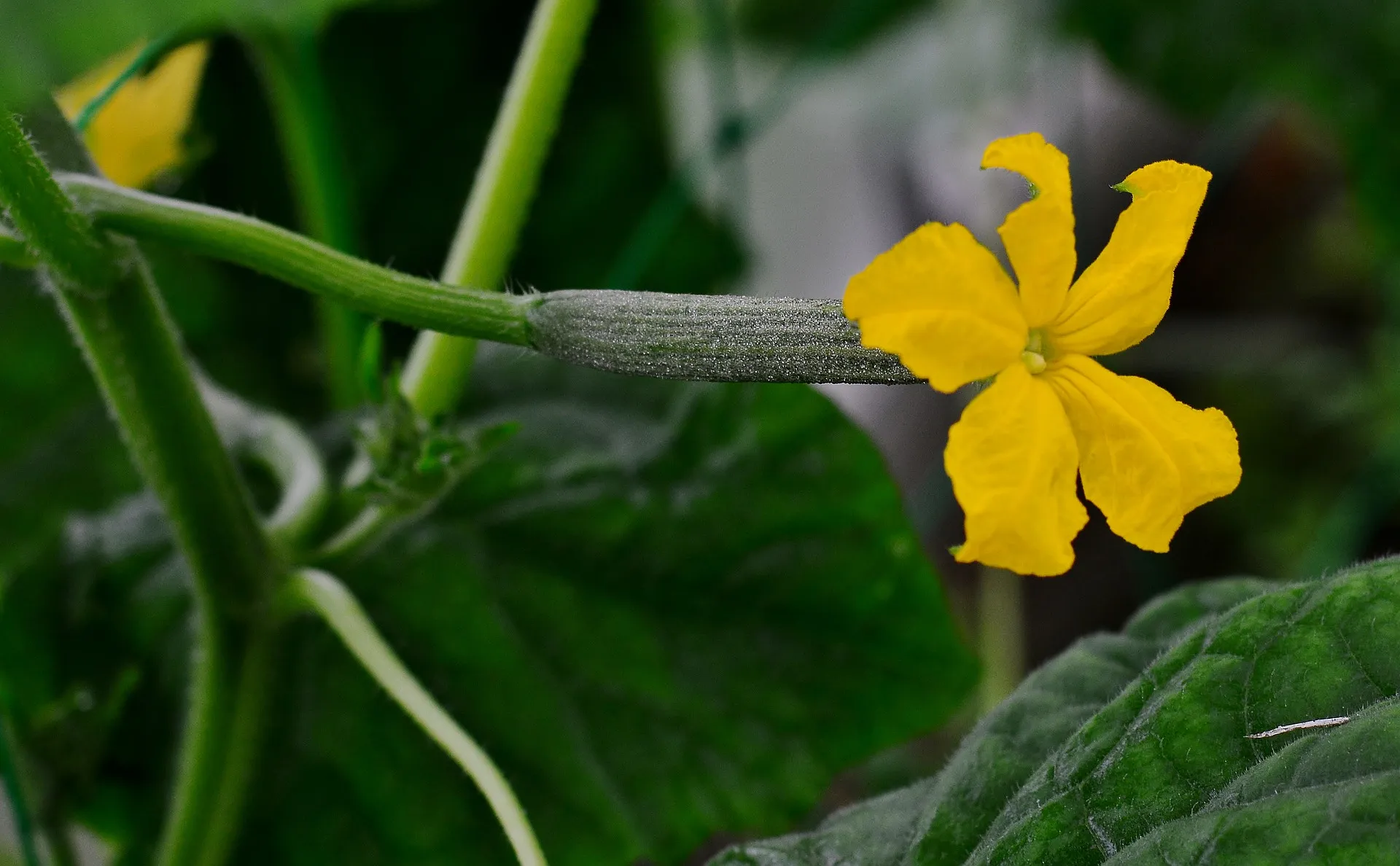 bugs that eat cucumber plants