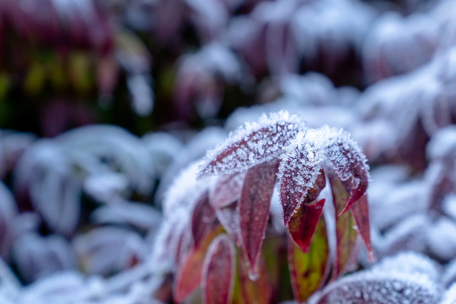 should I cover my garden in the winter