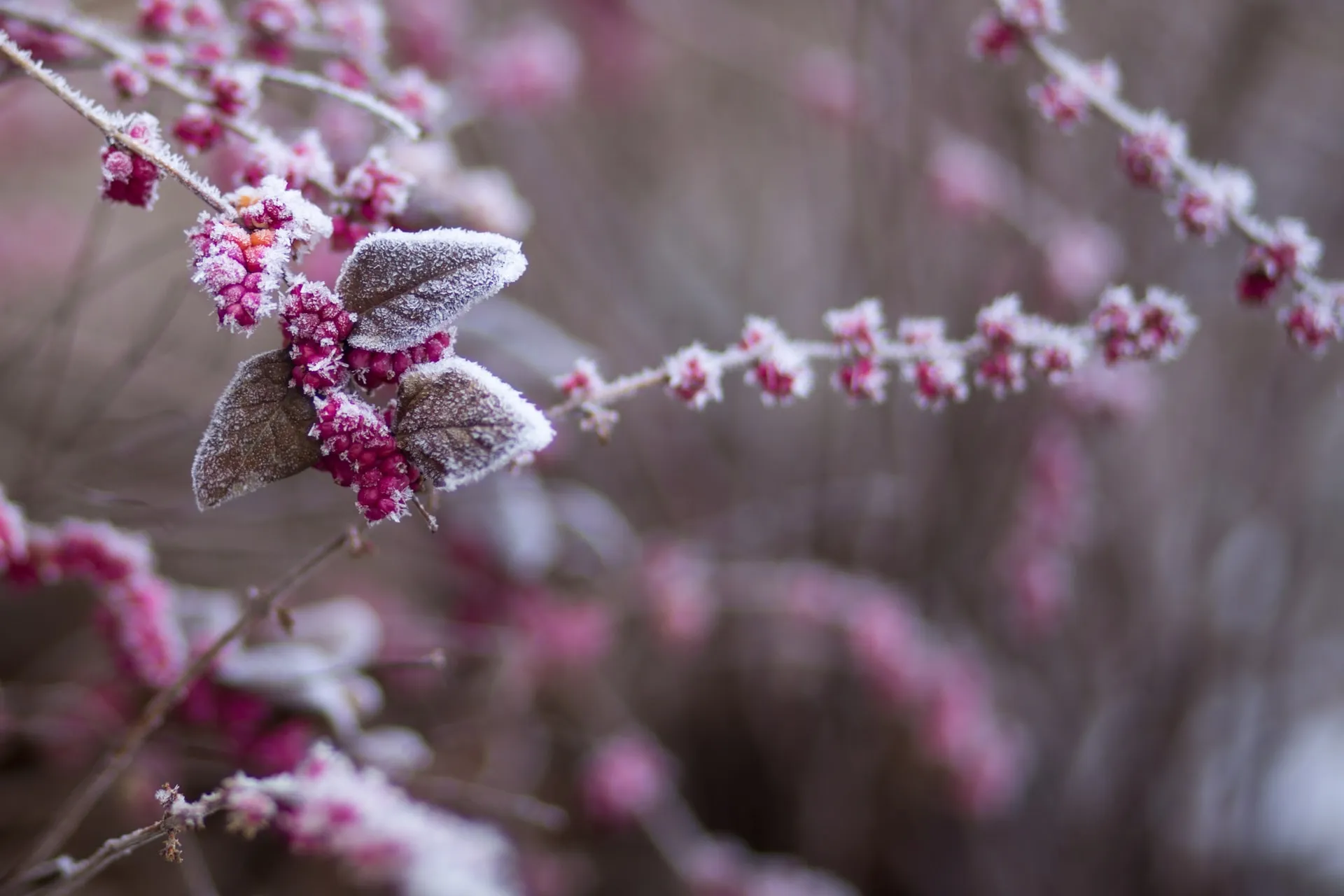 Frost coating pink berries on a garden shrub in winter