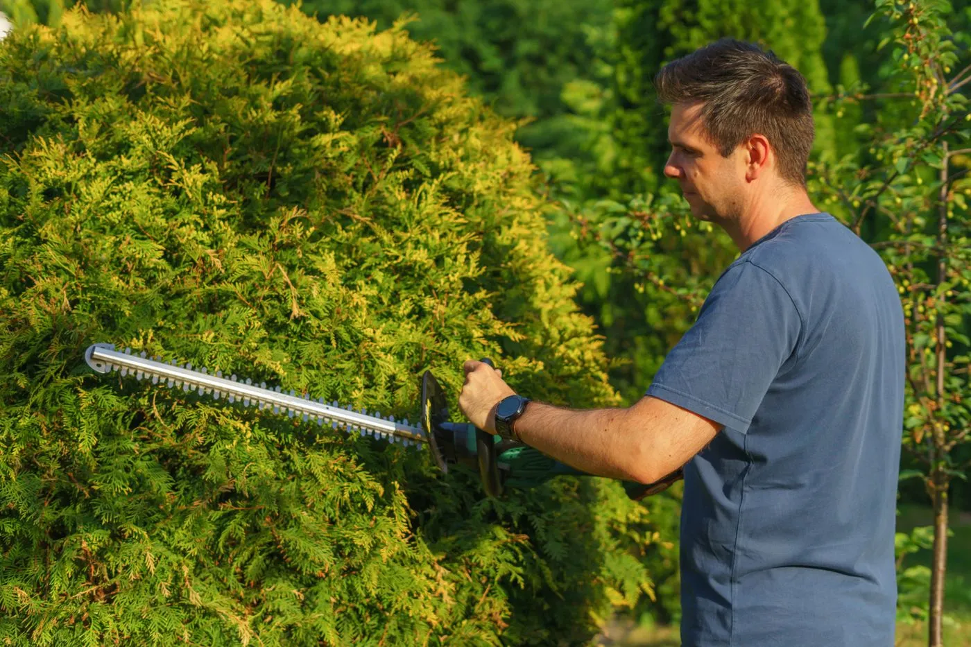 A gardener gripping a powered hedge trimmer with both hands to cut along the face of a leafy garden hedge