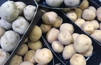 Pale-skinned potatoes displayed in market trays