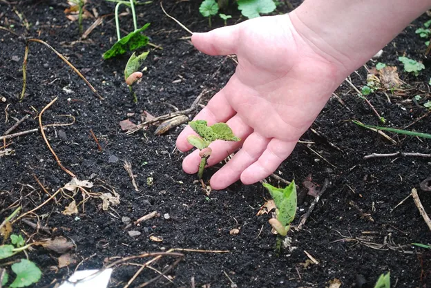 A hand planting a young seedling in dark, amended soil