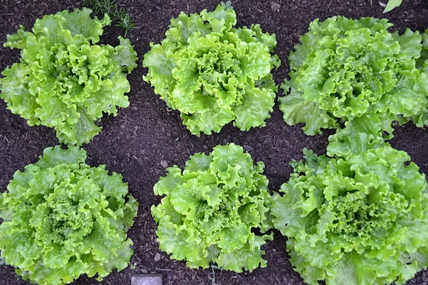 Rows of leafy lettuce growing in rich garden soil