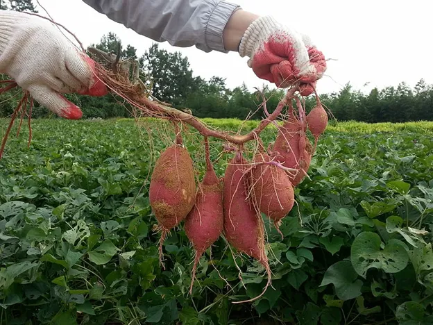 Freshly dug red potatoes still attached to the plant's roots