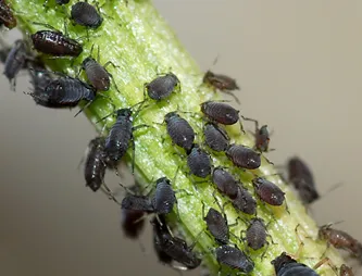 Aphids on plant