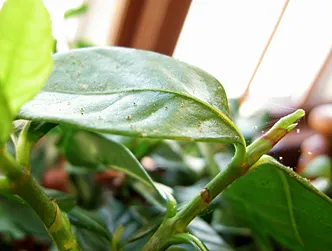 spider mites on leaves