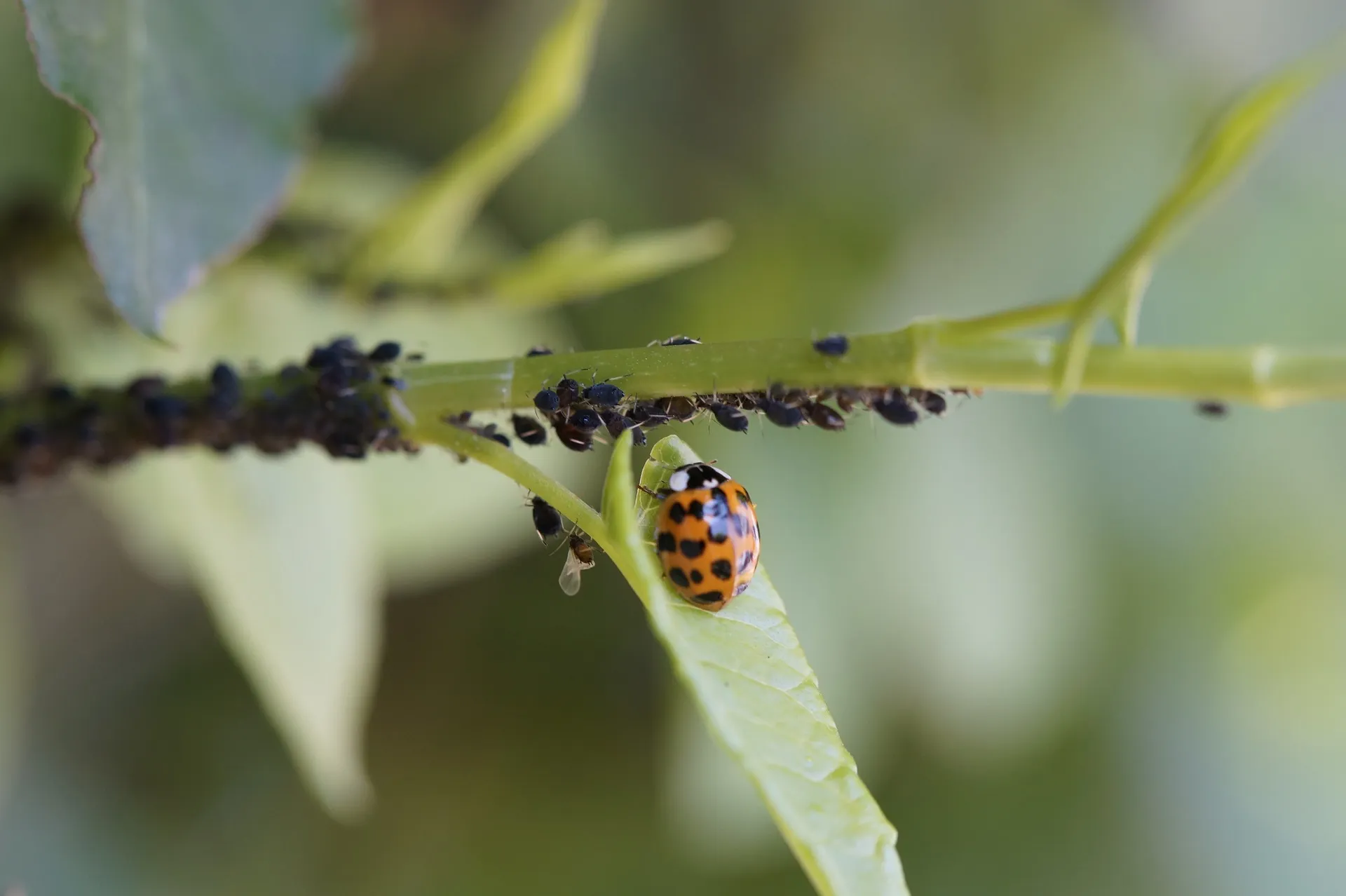 how to protect plants from bugs