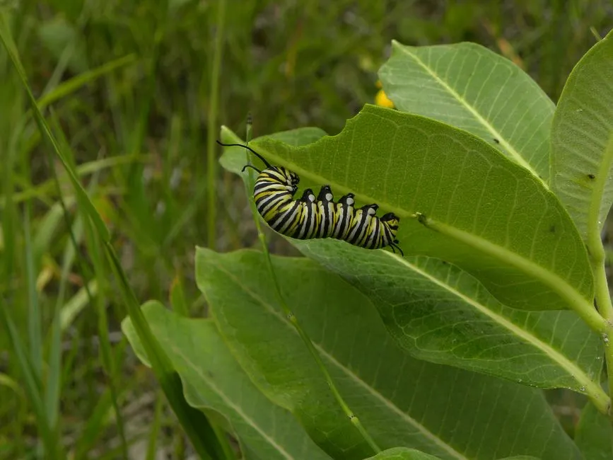 A monarch caterpillar with bold black, white, and yellow bands feeding on a milkweed leaf