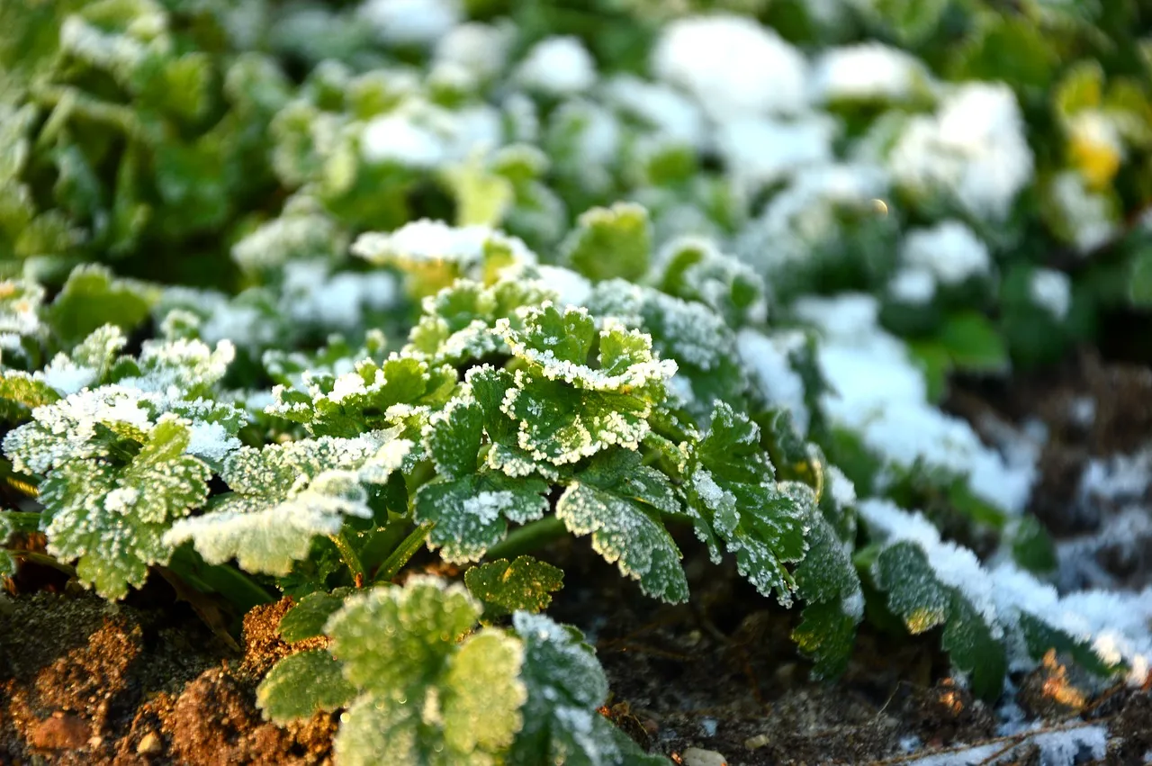 should I cover my garden in the winter