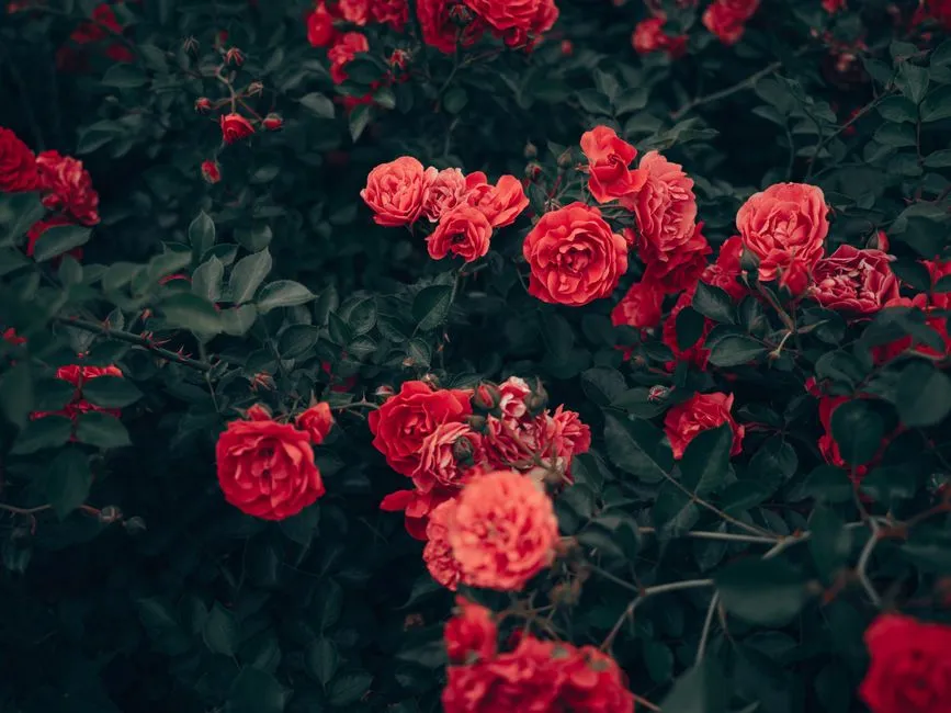 A healthy rose bush in full bloom in a garden — the payoff of good pruning