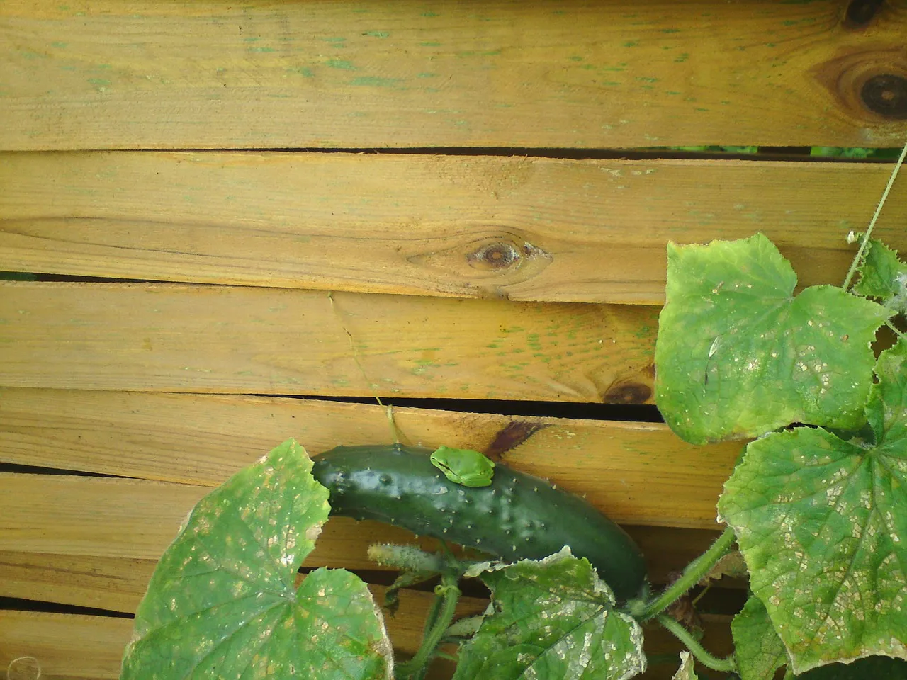 Cucumber bugs