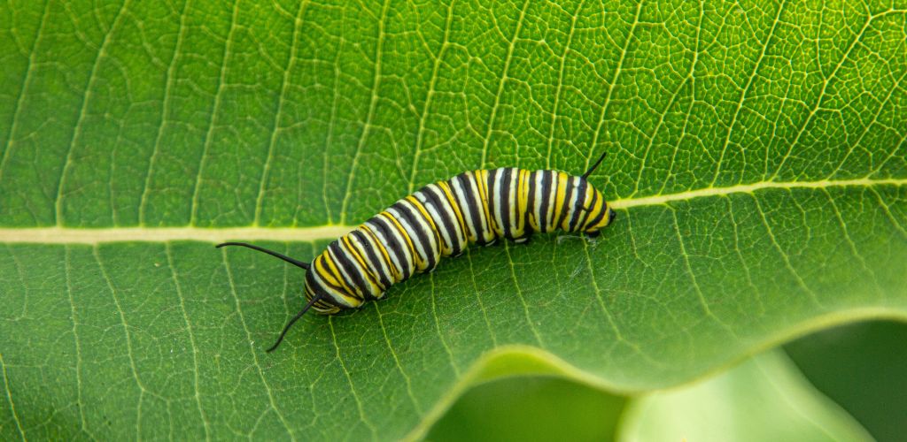 Natural Caterpillar Remedies