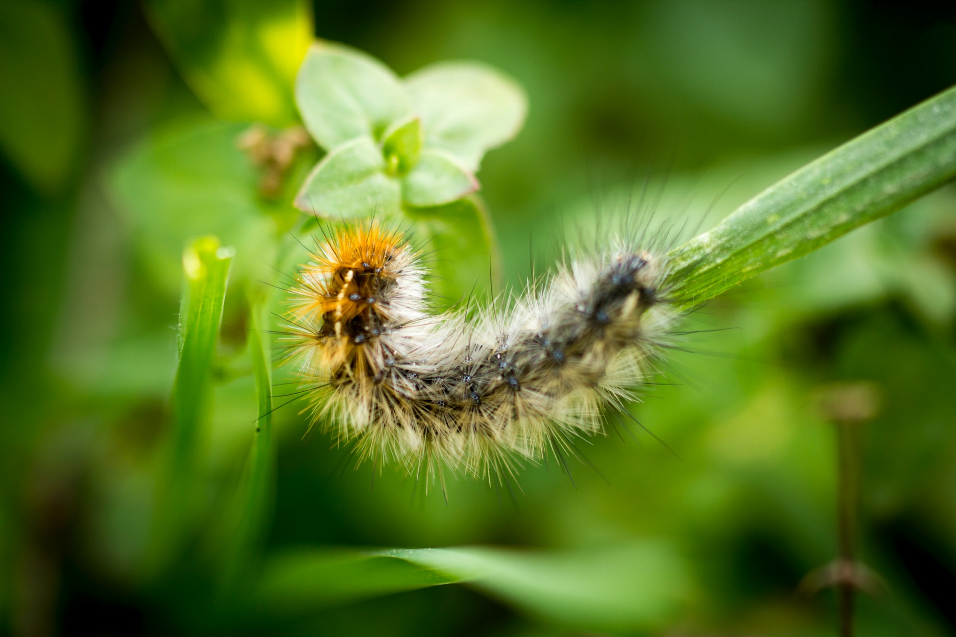 Prevant Caterpillars Naturally
