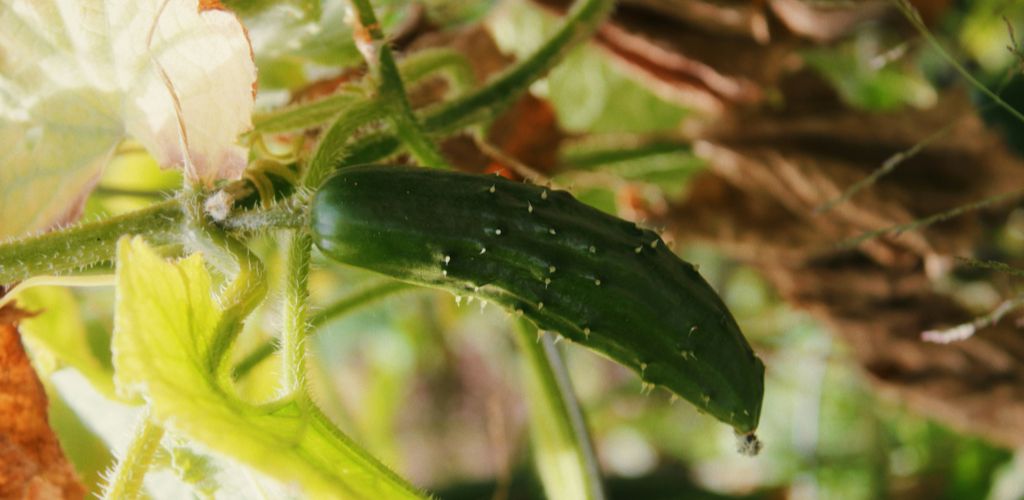 Protect Cucumber Plant