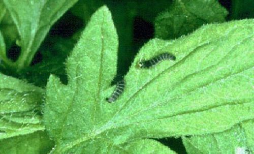 Larvae of the tomato pinworm