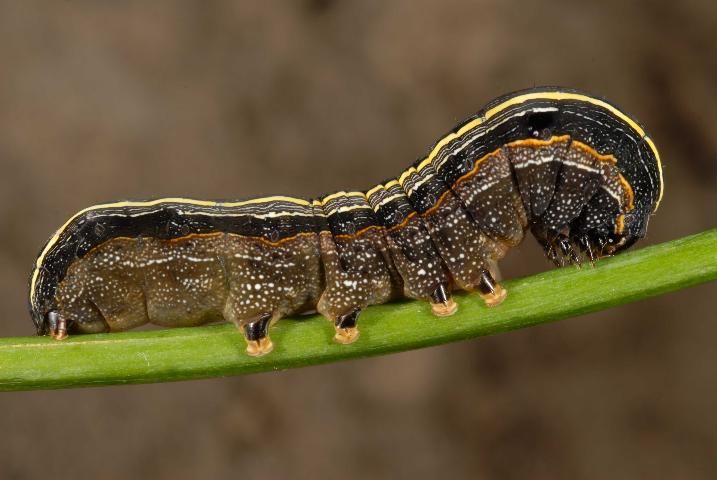 larva of the yellowstriped armyworm