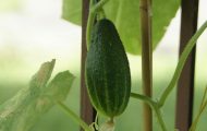 bugs that eat cucumber plants