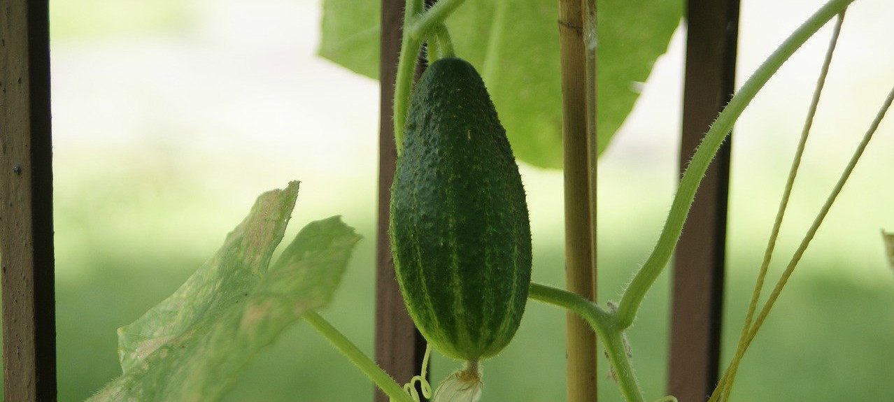 How to Deal with Insects & Bugs that Eat Cucumber Plants